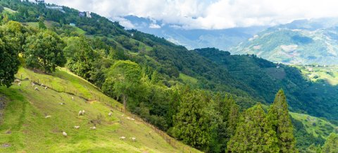Rolling hills landscape