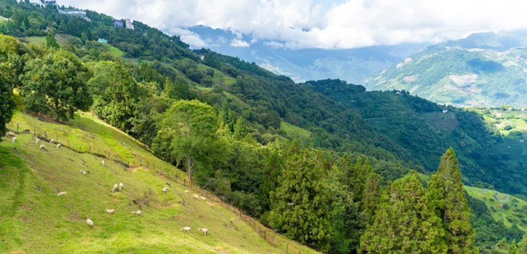 Rolling hills landscape