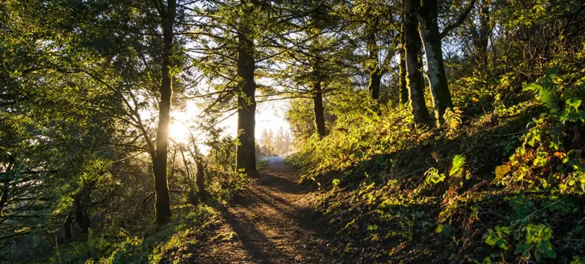 Forest